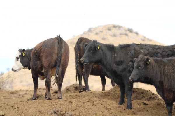 Reconoce la Unión Ganadera a la Fiscalía Zona Noroeste por atención a denuncias de robo de ganado y recuperación de animales sustraídos