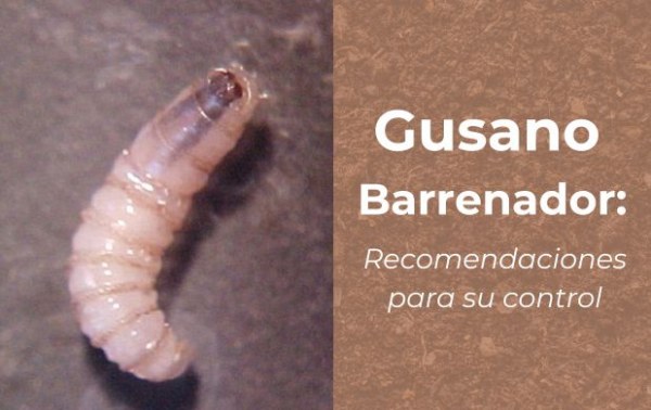 Gusano Barrenador: Recomendaciones para su Control