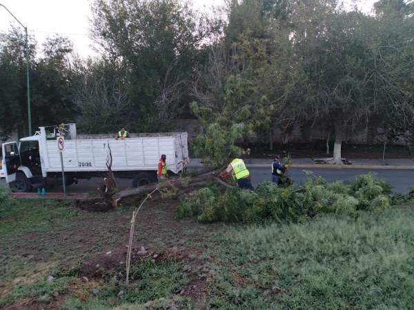 Apoya Municipio en limpieza de arrastres y árboles por lluvias de ayer