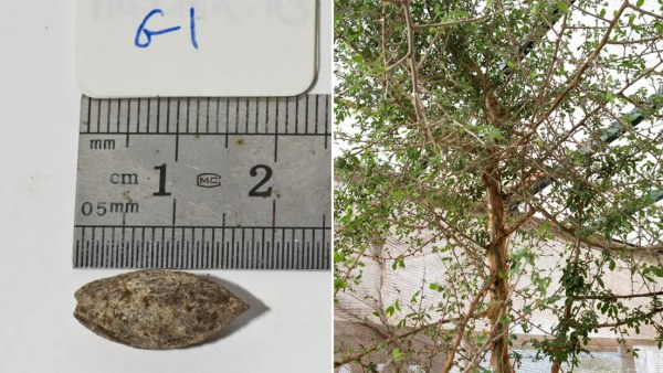 Un árbol bíblico perdido 'resucita' tras 1,000 años