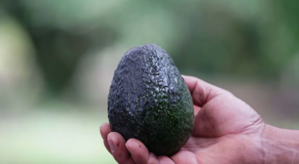 Aguacateros de EU temen ingreso de pestes tras retiro de inspectores de los plantíos mexicanos por la inseguridad