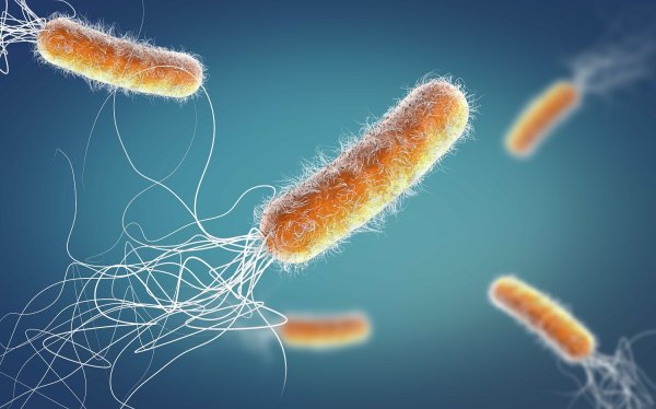 Están en México las bacterias resistentes a los antibióticos