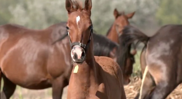 Nacen los primeros caballos genéticamente 