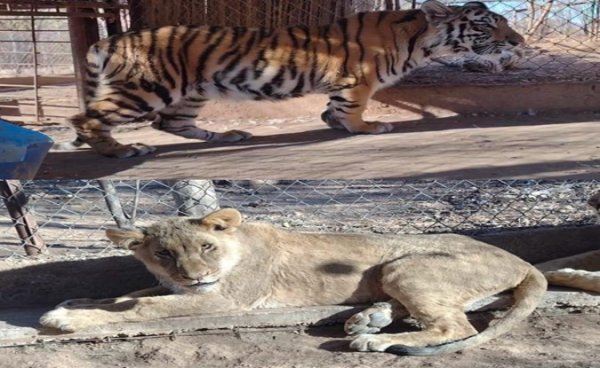 Felinos rescatados, víctimas silenciosas de la violencia en Sinaloa