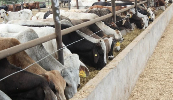 Reanudan exportación de ganado sonorense hacia Estados Unidos luego de cumplir con las medidas sanitarias