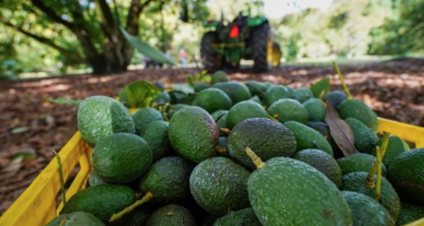 México enviará 110 mil toneladas de aguacate a Estados Unidos de cara al Super Bowl tras tensiones por crisis arancelaria