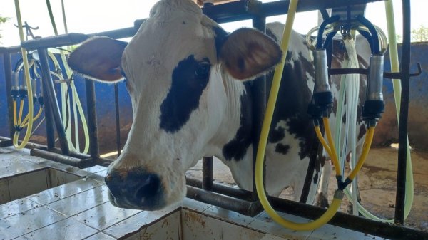 No basta el aumento del costo a la compra de leche, productores no obtienen ganancia: Anchondo