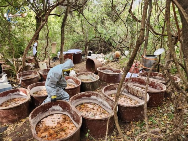 Destruyen 20 laboratorios en Sinaloa