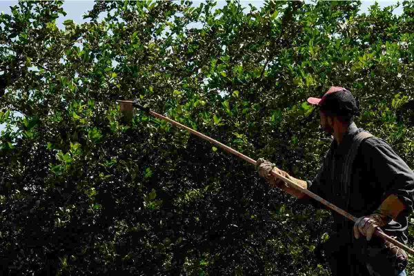 Limoneros cierran oficinas en Apatzingán, Michoacán, por amenazas