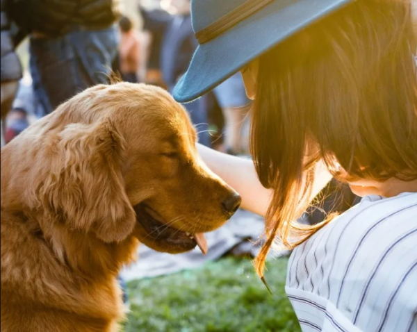 Beneficios de la terapia asistida con animales para la salud mental