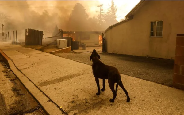 Veterinaria resguarda a animales mientras sus dueños huyen del fuego