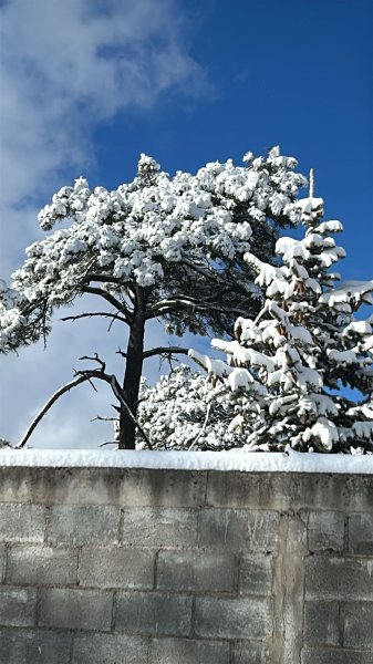 San Juanito se cubre de blanco con intensa nevada