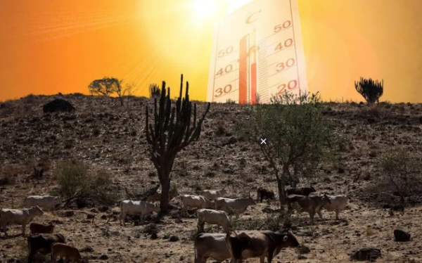 Clima: La OMM revela que 2024 fue el año más cálido jamás registrado