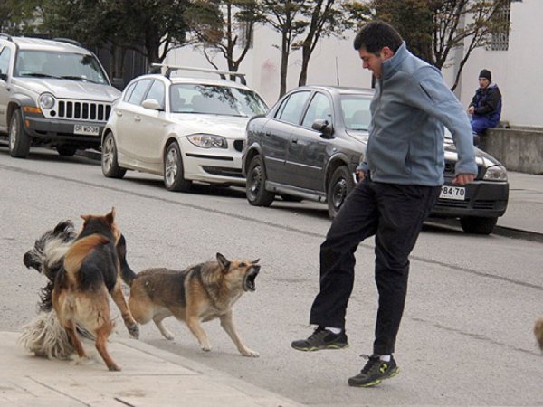 Presentaron 13 denuncias por ataque de perros durante el año pasado; 3 víctimas perdieron la vida: FGE