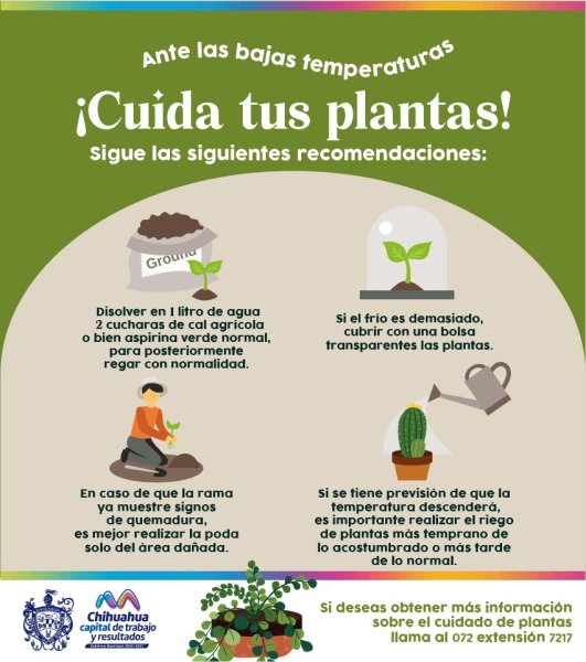 Emite Municipio recomendaciones para cuidado de plantas por temporada de frio