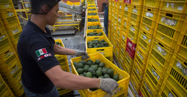 Se exportarán 110 mil toneladas de aguacate por el Super Bowl LIX