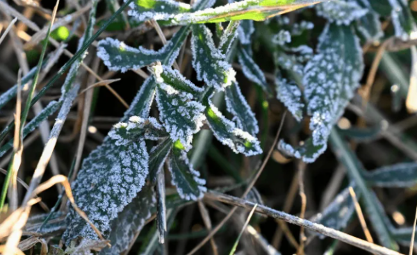 Se esperan heladas y temperaturas bajo cero en varios estados