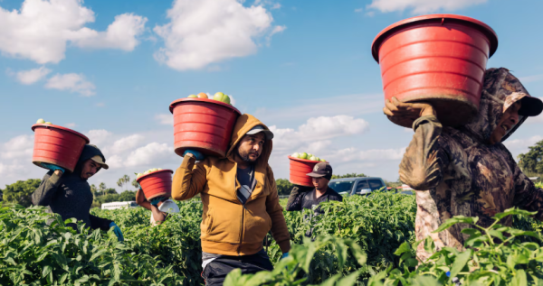 Agricultor de EU ve ‘un desastre’ si Trump expulsa a migrantes: ‘Es necesario contar con mano de obra’