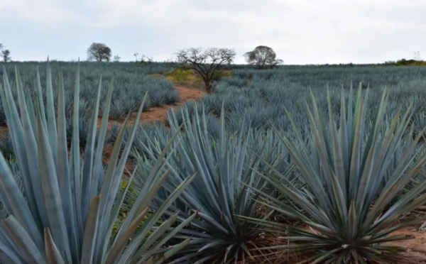 Cierra industria tequilera con más de 495 millones de litros de producción en 2024