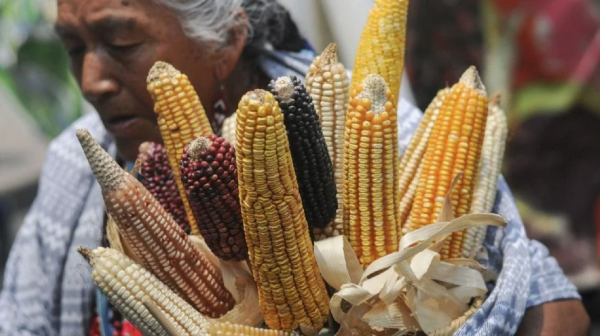 México buscará prohibir siembra de maíz transgénico