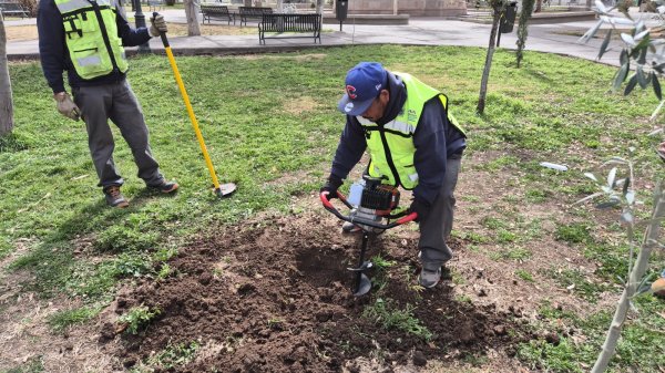 Recomienda Municipio plantar árboles endémicos