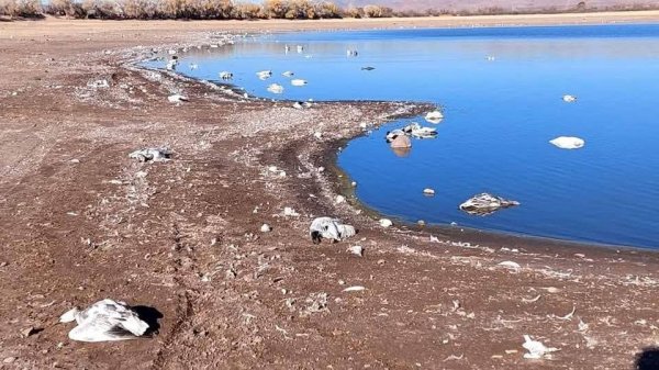 Llega gripe aviar a Nuevo Casas Grandes; piden no ingresar a Laguna Fierro