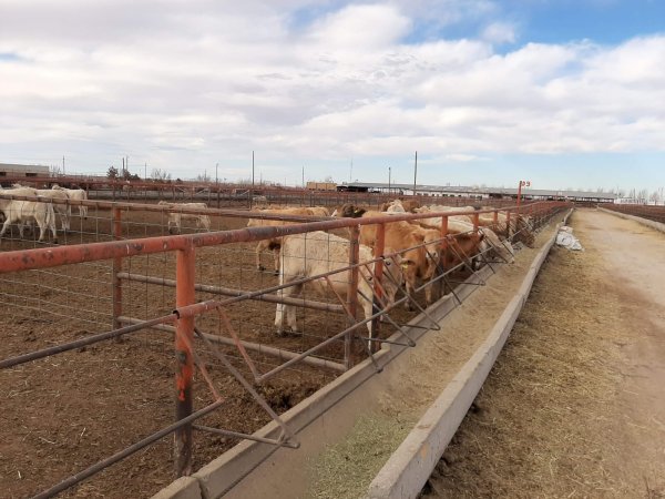 Aprueba USDA la estación cuarentenaria de Ojinaga para exportación de ganado: UGRCh