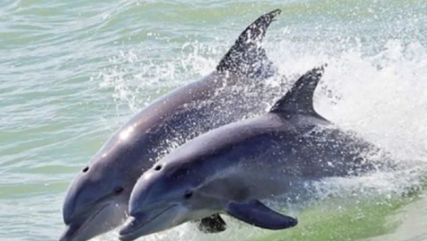 Denuncian muerte de delfines en hotel de la Riviera Maya por presunto maltrato