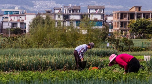 Alertan sobre intentos de espionaje extranjero en el sector agrícola de China