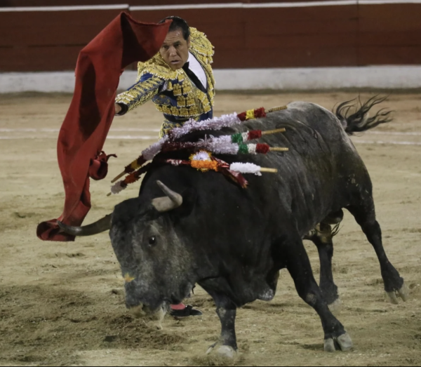 Amparo de Morena frena discusión sobre prohibición de corridas de toros y peleas de gallos en CDMX