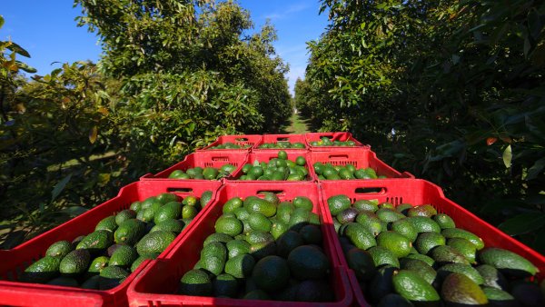 Crisis de aguacates en México: 