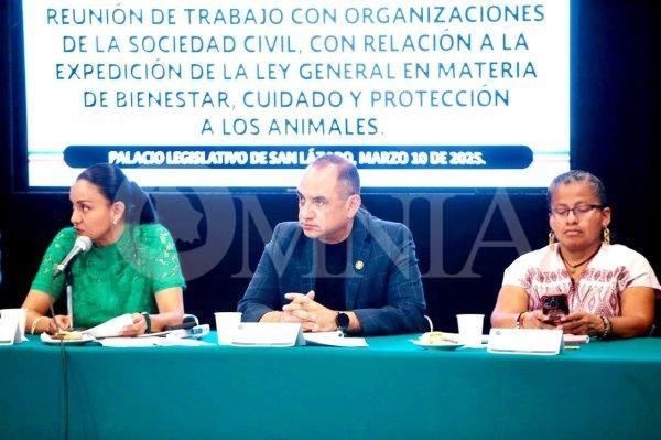 Analiza Noel Chávez iniciativa de creación de Ley de  Cuidado y Protección de Animales